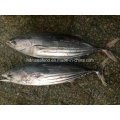 Frozen Whole Round Skipjack Fish